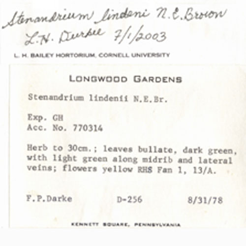 Acanthaceae Stenandrium lindeni